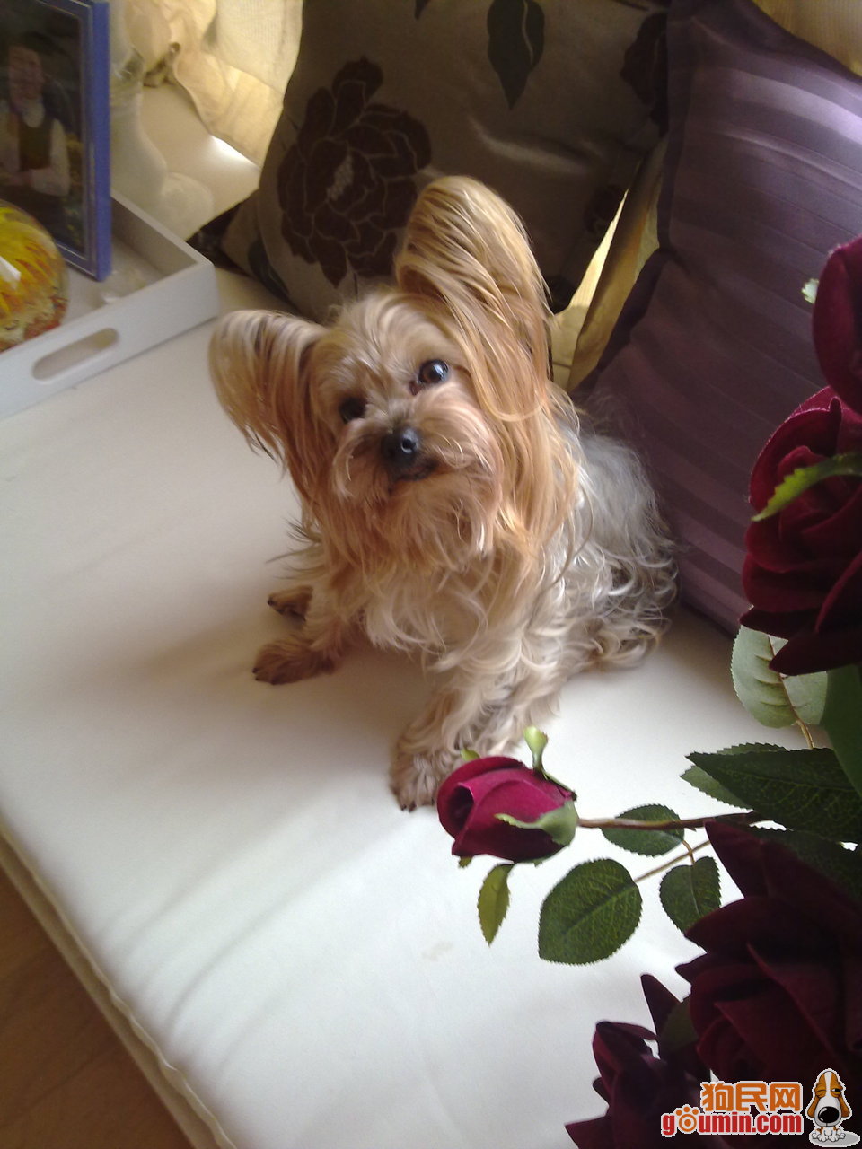  p>澳大利亚梗(australianterrier)又叫 a href="#" data-lemmaid="