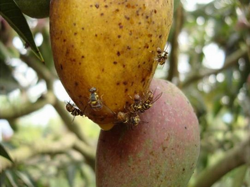 芒果蝇