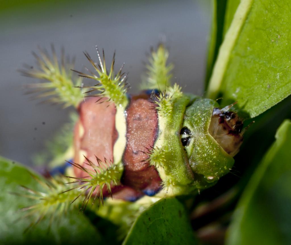 >(walker),属 a href="#" data-lemmaid="1534992">鳞翅目 /a>,刺蛾科