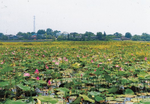 地处鄱阳湖之滨,庐山市南端,东临鄱阳湖与永修县吴城镇相望,南与永修