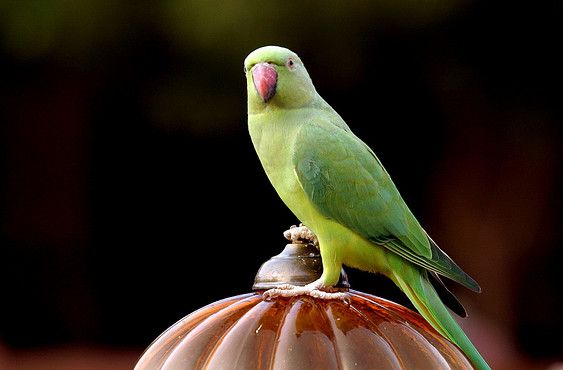  p>青绿锥尾鹦鹉(学名:aratinga holochlora)是典型的 a href="#"