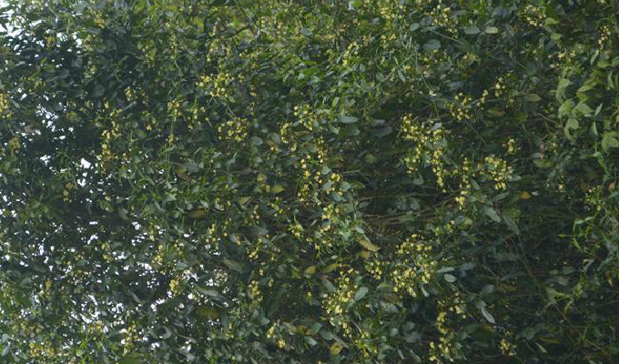  p>富宁藤(学名: i>parepigynum funingense  