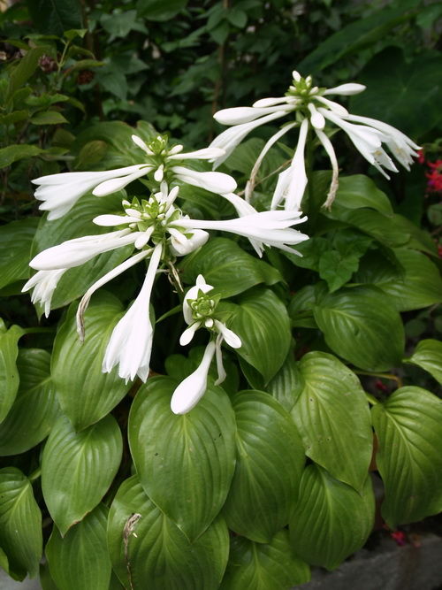  p>玉簪(学名: i>hosta plantaginea /i> (lam.) aschers.