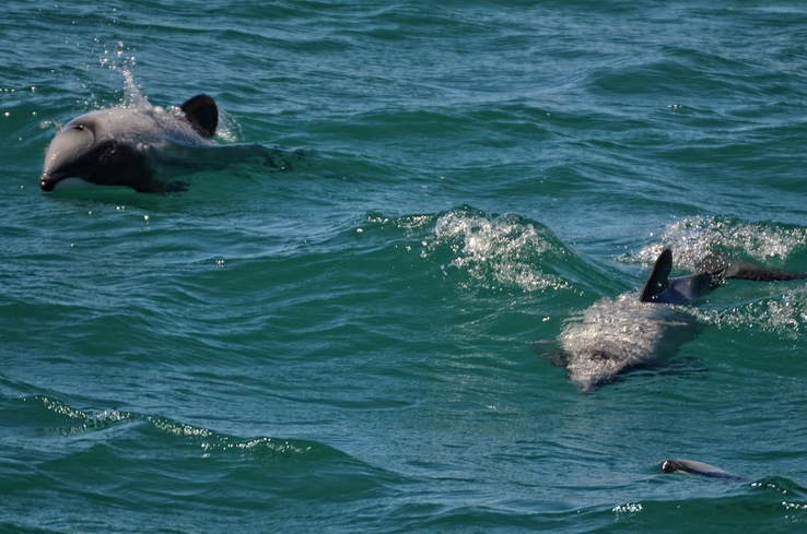  p>新西兰黑白海豚(学名: i>cephalorhynchus hectori /i>):体长1.