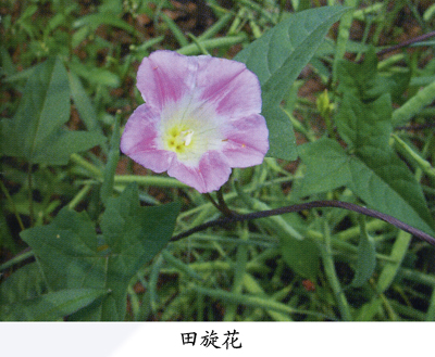 convolvulus