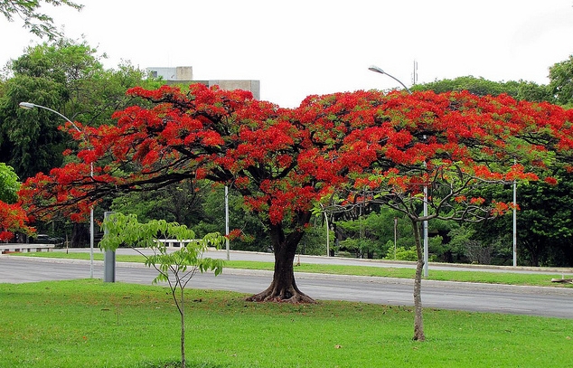 冠",别名金凤花, a target="_blank" href="/item/红花">红花 /a>楹树