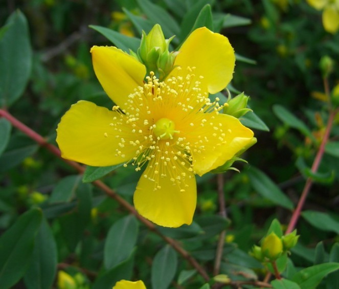  p>金丝梅(拉丁学名: i>hypericum patulum  /i>thunb.