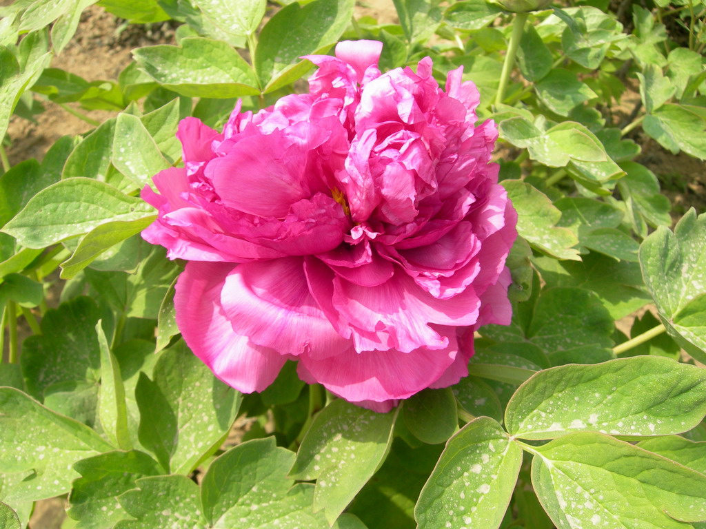 千层台阁型;;花蕾呈圆尖形; 桃红色;花径15cm