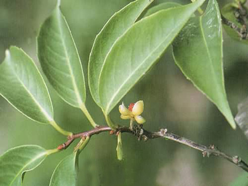 为木兰科植物<a target="