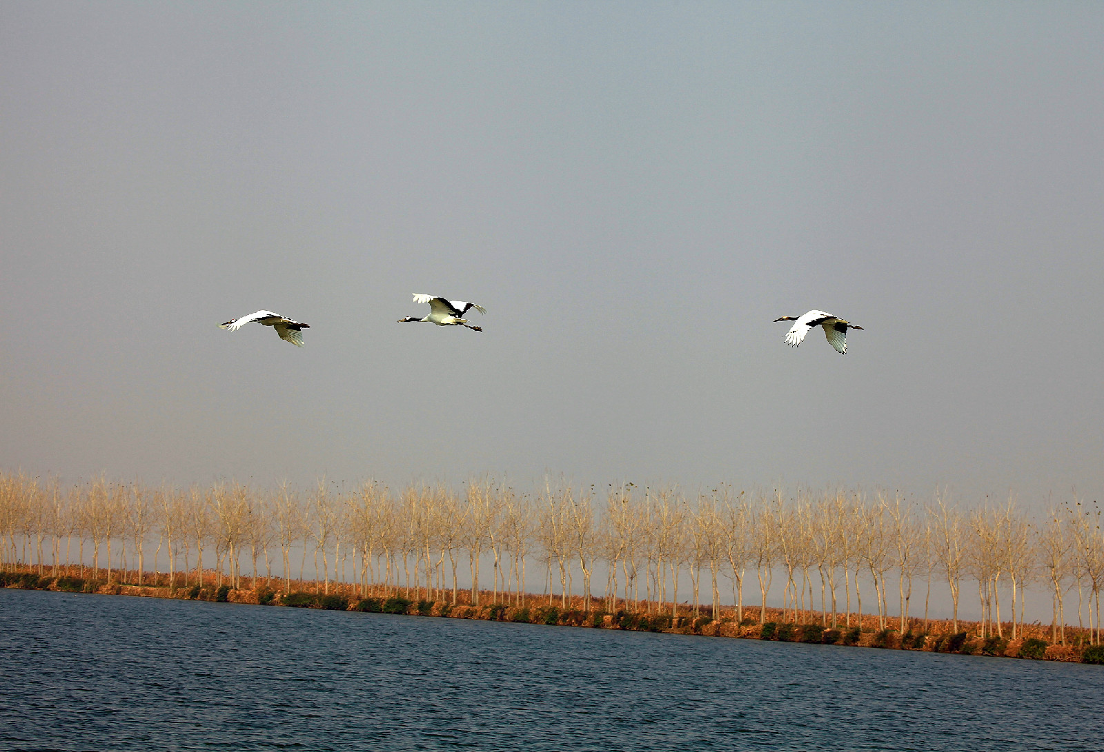 江苏盐城保护区