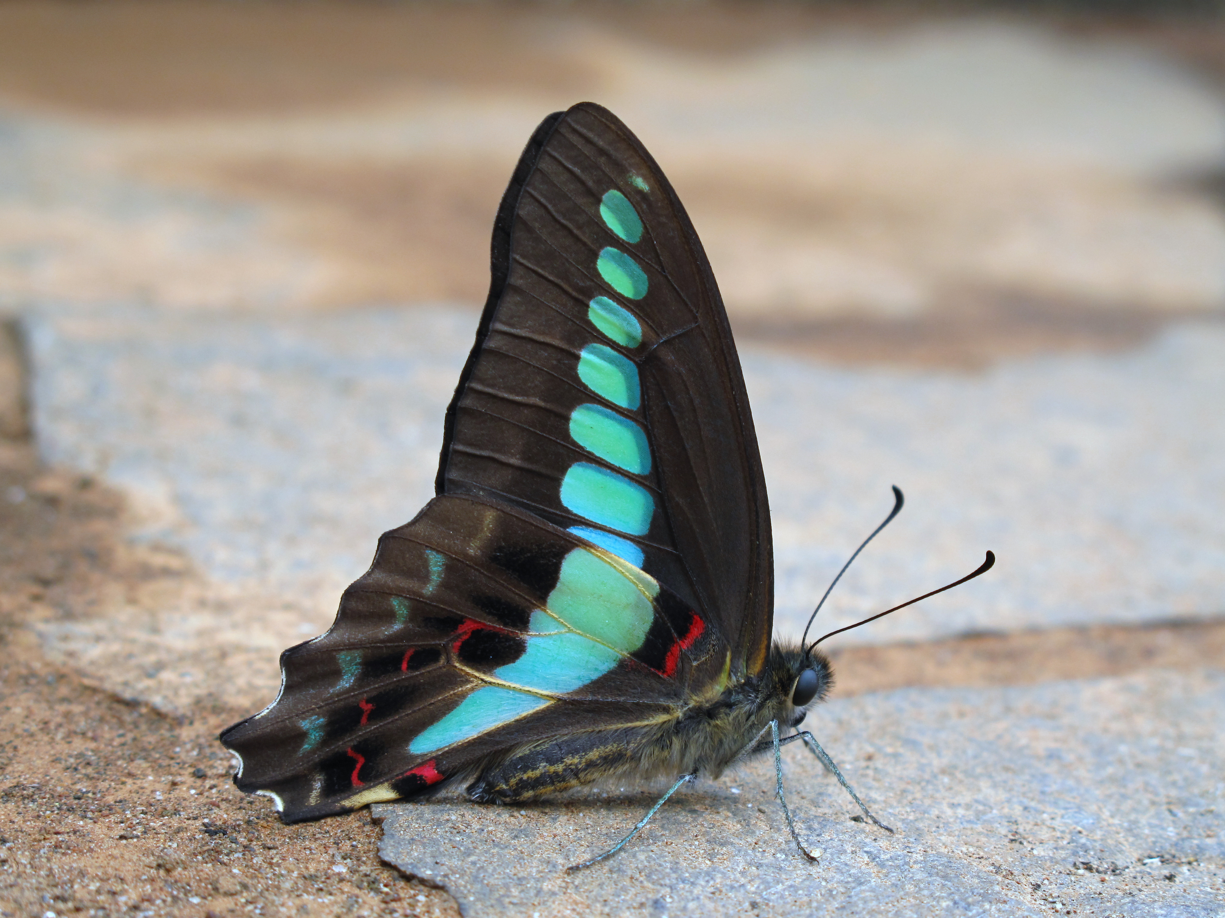  p>青凤蝶,学名graphium sarpedon ,是一种 a href="#" data-lemmaid=