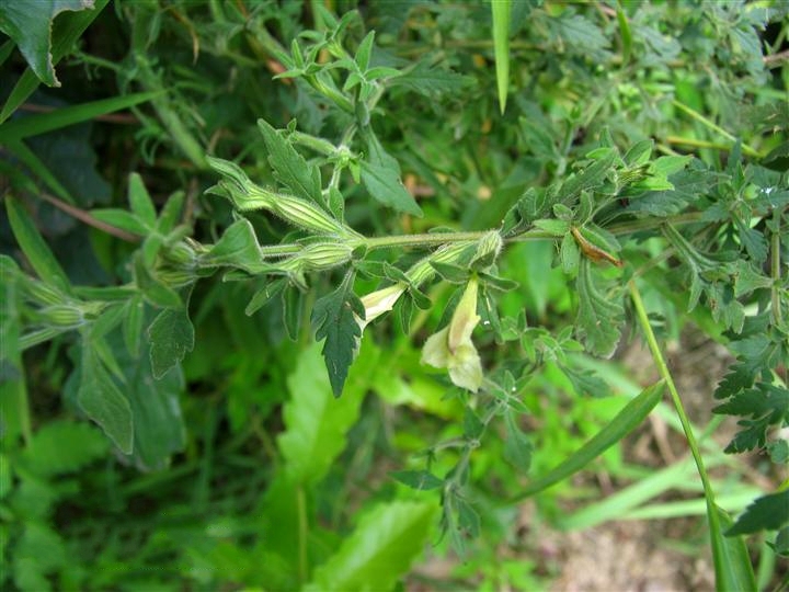  p>阴行草(学名: i>siphonostegia chinensis  /i>benth.