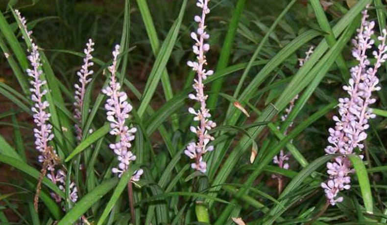  p>石生韭 i>(allium caricoides) /i>,百合科,葱属的一种植物.