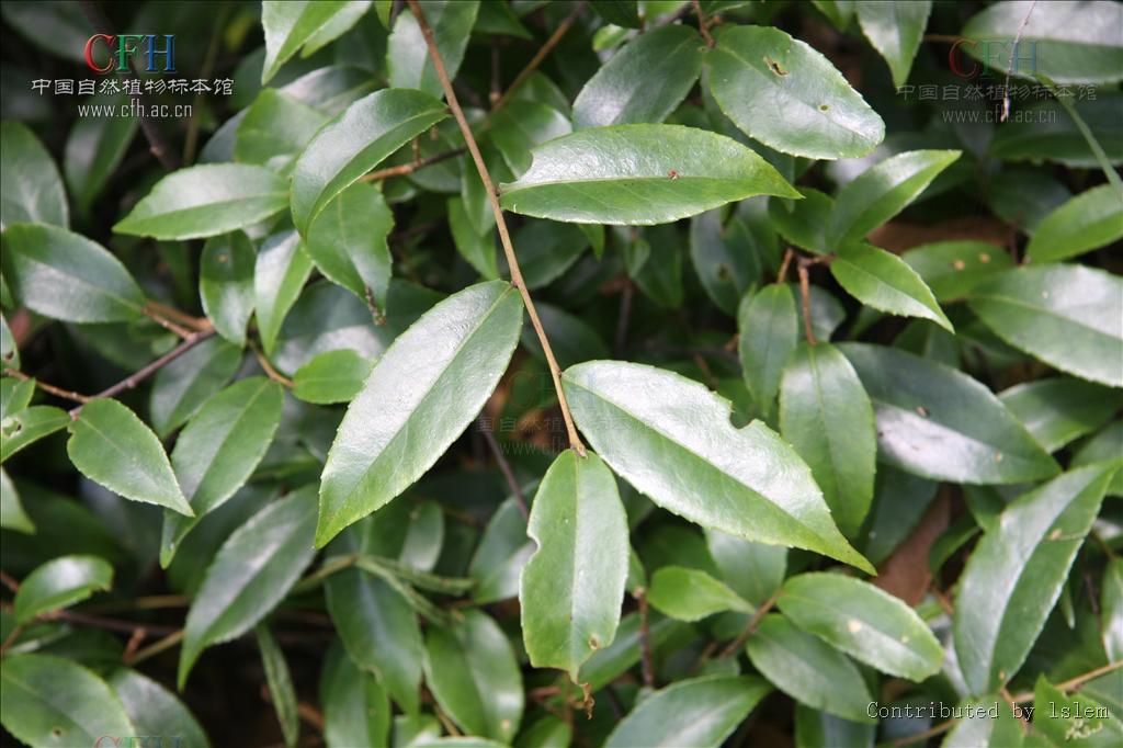  p>光叶山矾(学名:symplocos lancifolia sieb. et zucc.