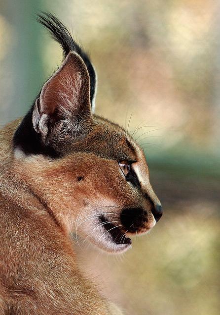  p>狞猫(拉丁学名: i>caracal caracal /i>),体型中等,毛发有许多种