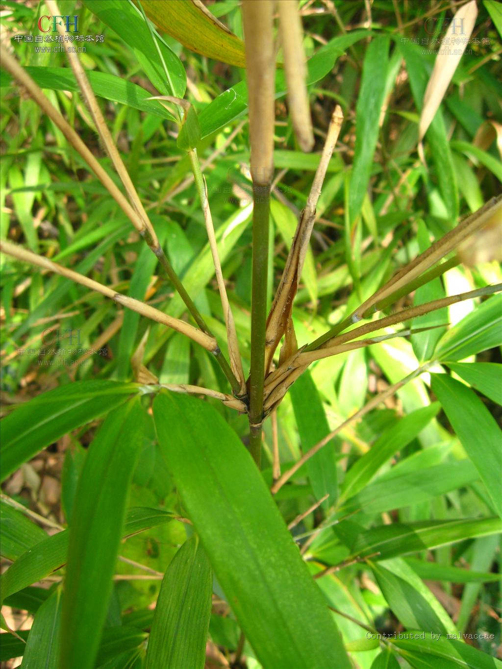  p>矢竹属, a href="#" data-lemmaid="2458872">禾本科 /a>的一属.