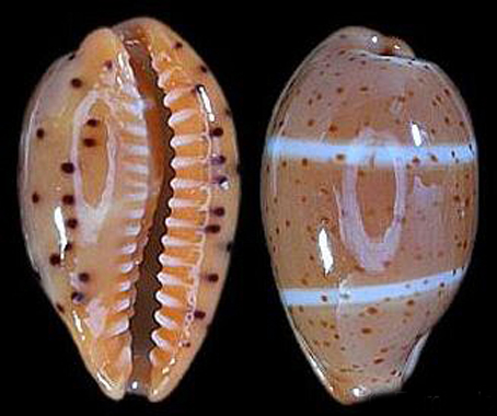  p>双线宝螺(学名:palmadusta lutea lutea)是腹足纲宝螺科的 a href=