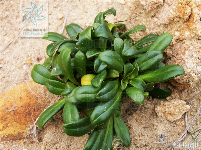  p>滨海珍珠菜(lysimachia mauritiana lam. encycl. meth.