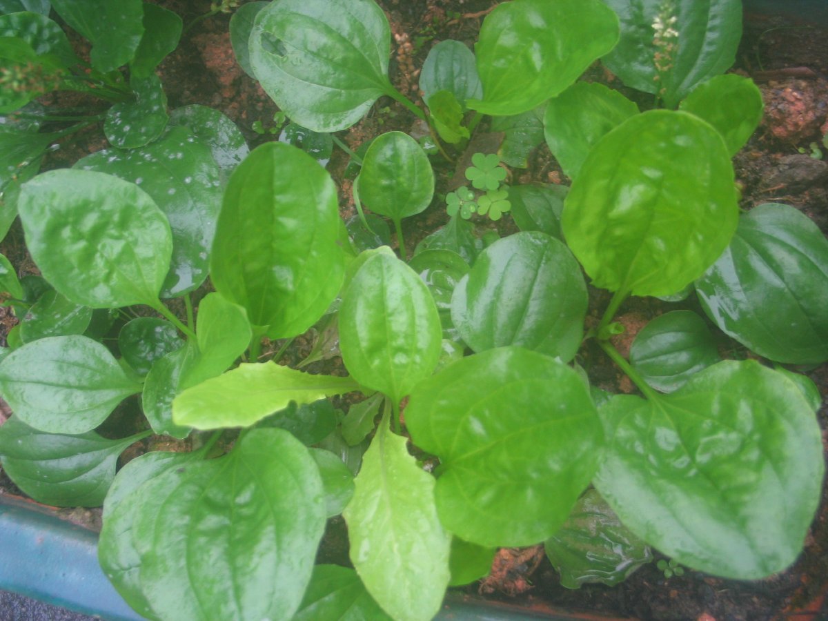  a href="#" data-lemmaid="3514470">多年生草本 /a>.