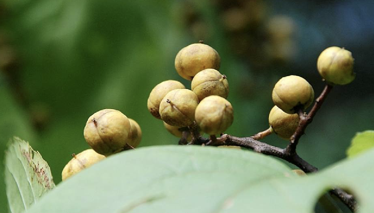 celastrus angulatus maxim.