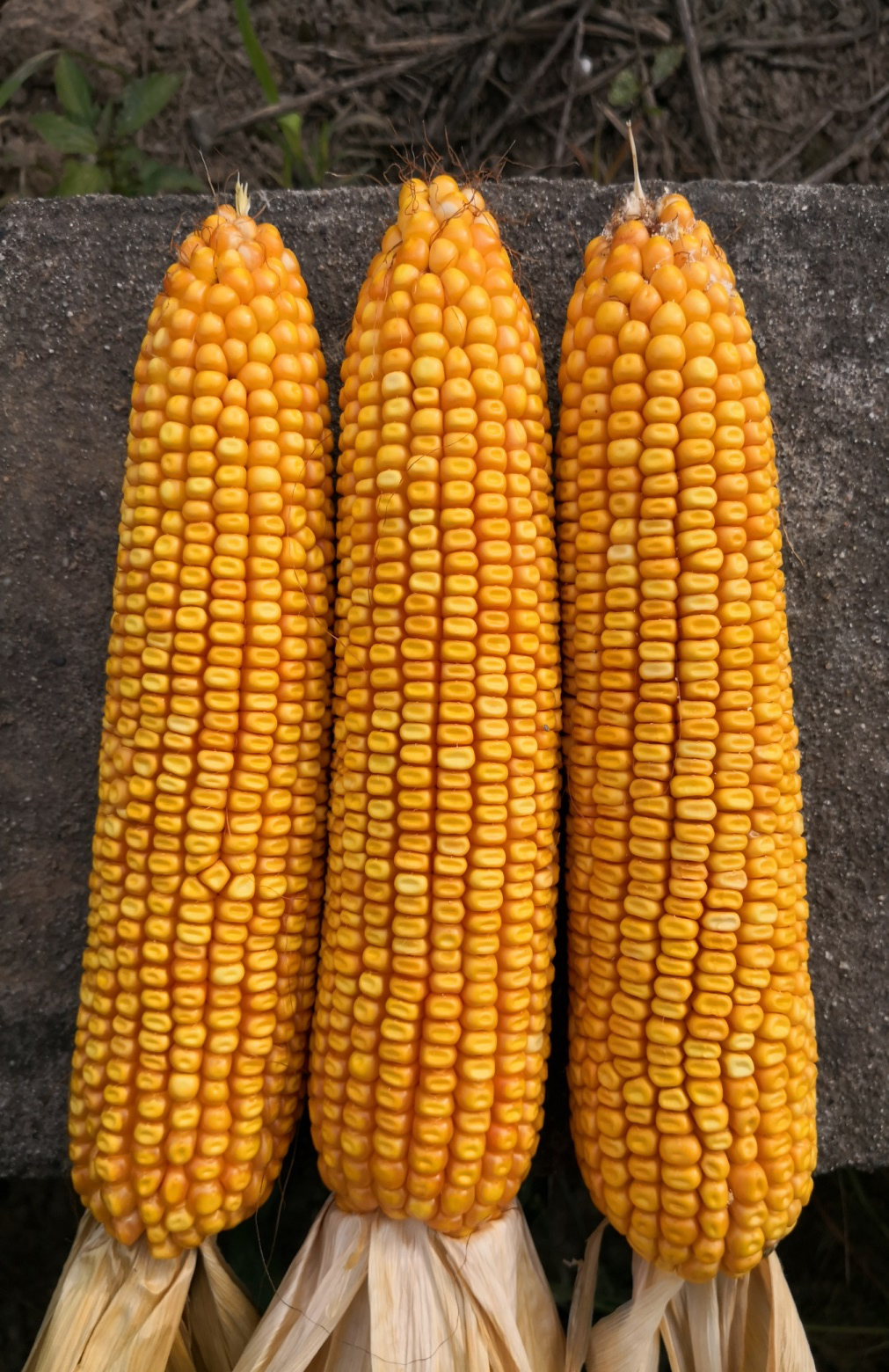 data-id="gnb9b8m0kr">"正大658"是正大种业最新审定推出的杂交玉米