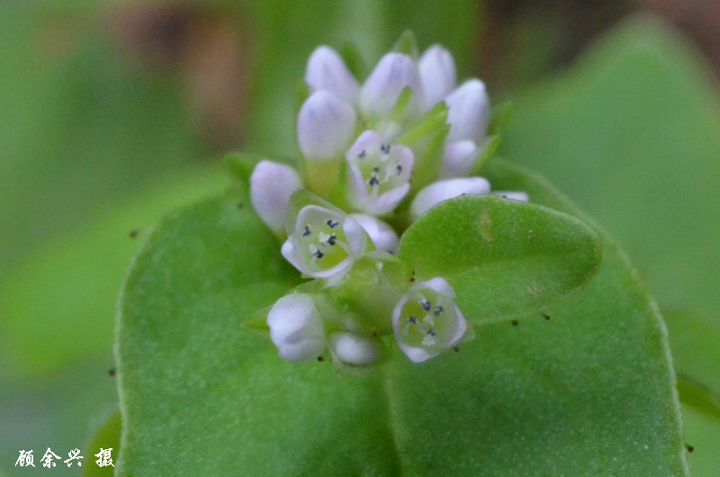  p>尼泊尔蓼,一年生草本.