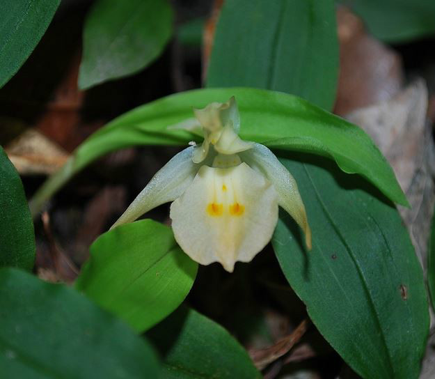 panisea cavaleriei schltr.