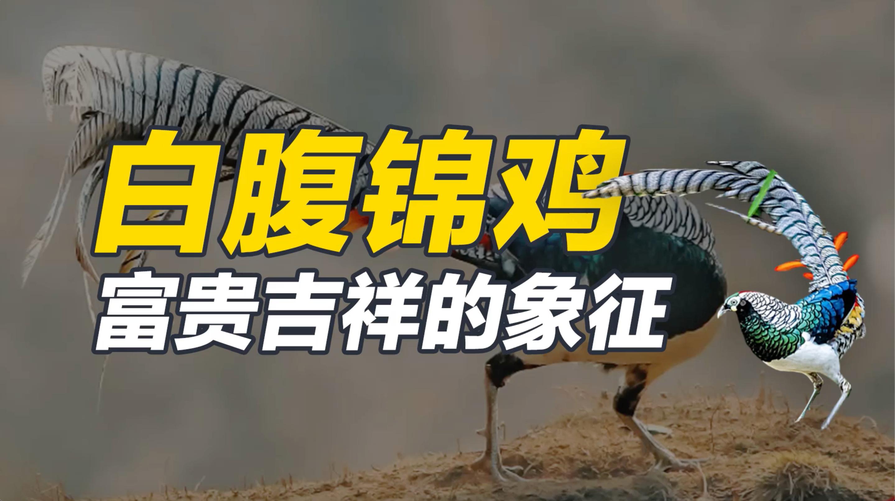 白腹锦鸡：富贵吉祥的象征