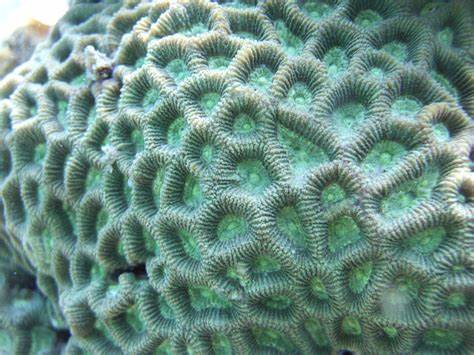 多弯角蜂巢珊瑚