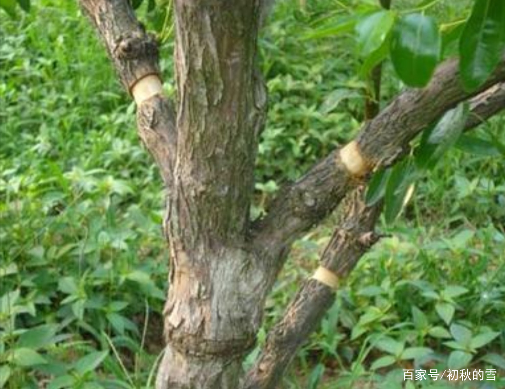 栽植枣树，要做到硕果累累压枝头，“一刀、一浇、一剪”，不可少_百科TA说