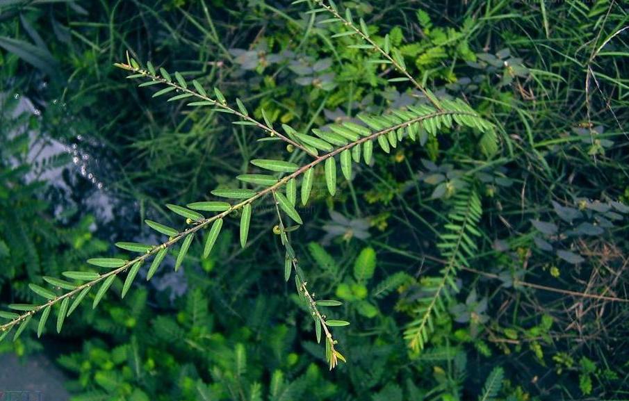  p>蜜甘草(学名: i>phyllanthus ussuriensis  /i>rupr et maxim),全