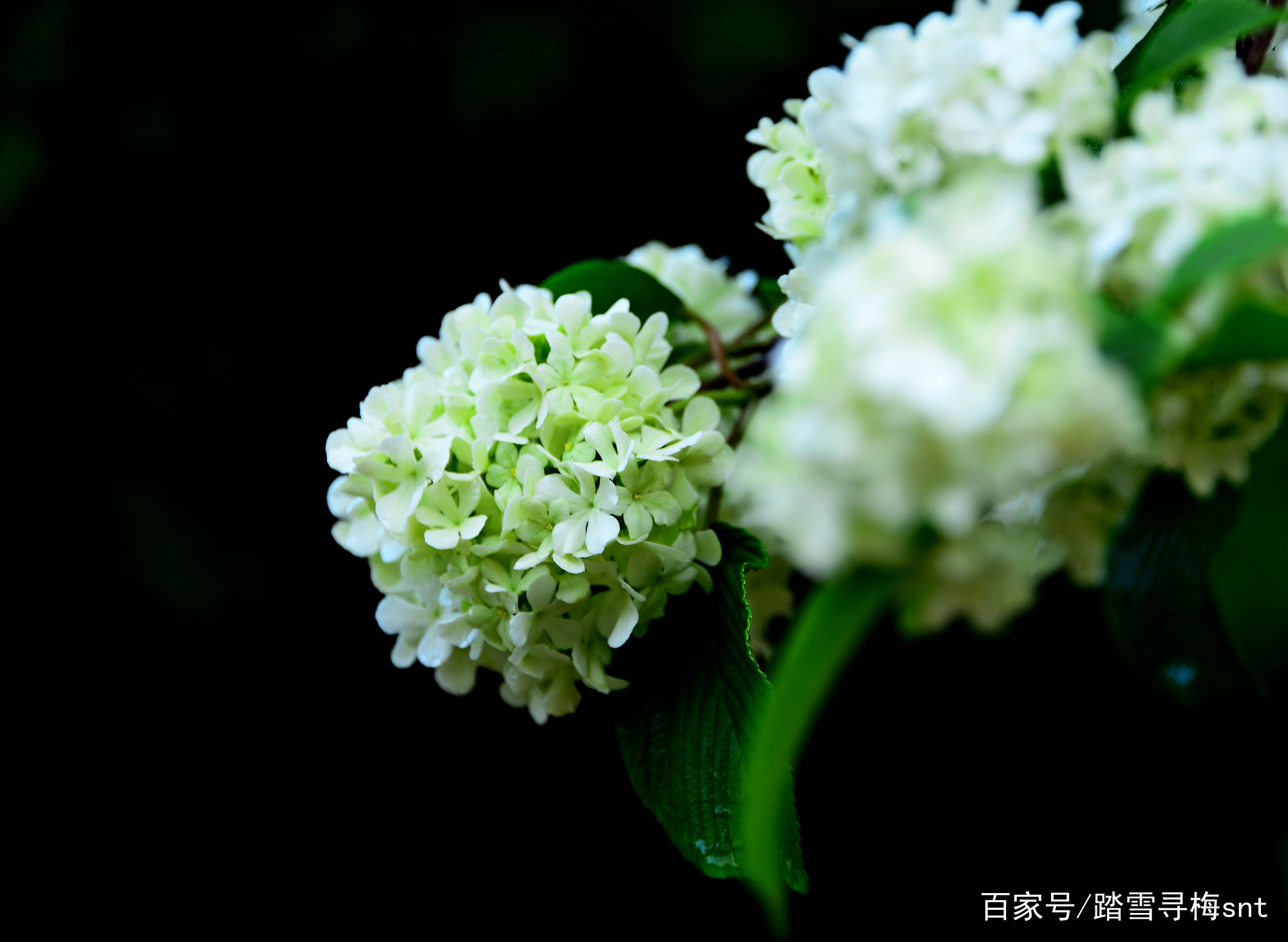 花叶同色“绿绣球”_百科TA说