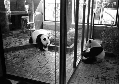 大熊猫兰兰_百度百科