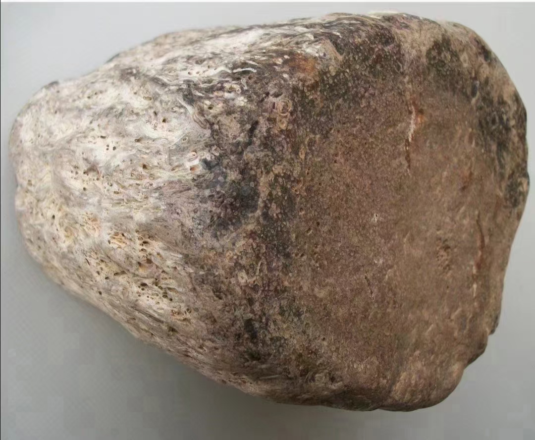 张氏登普斯基蕨