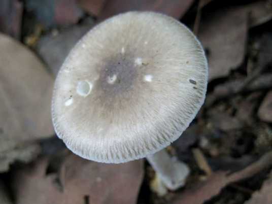 条纹毒鹅膏菌_百度百科