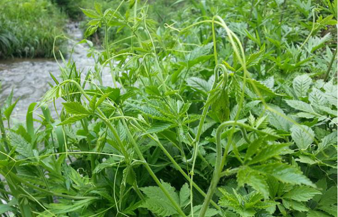 平利绞股蓝 回归自然的种植方法 百科ta说