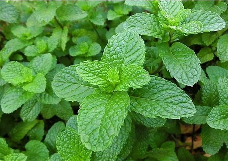 一年生蒿科植物,株高1米左右,茎叶散发轻微鱼香味道,与鱼类配合烹饪