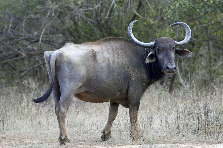 水牛
