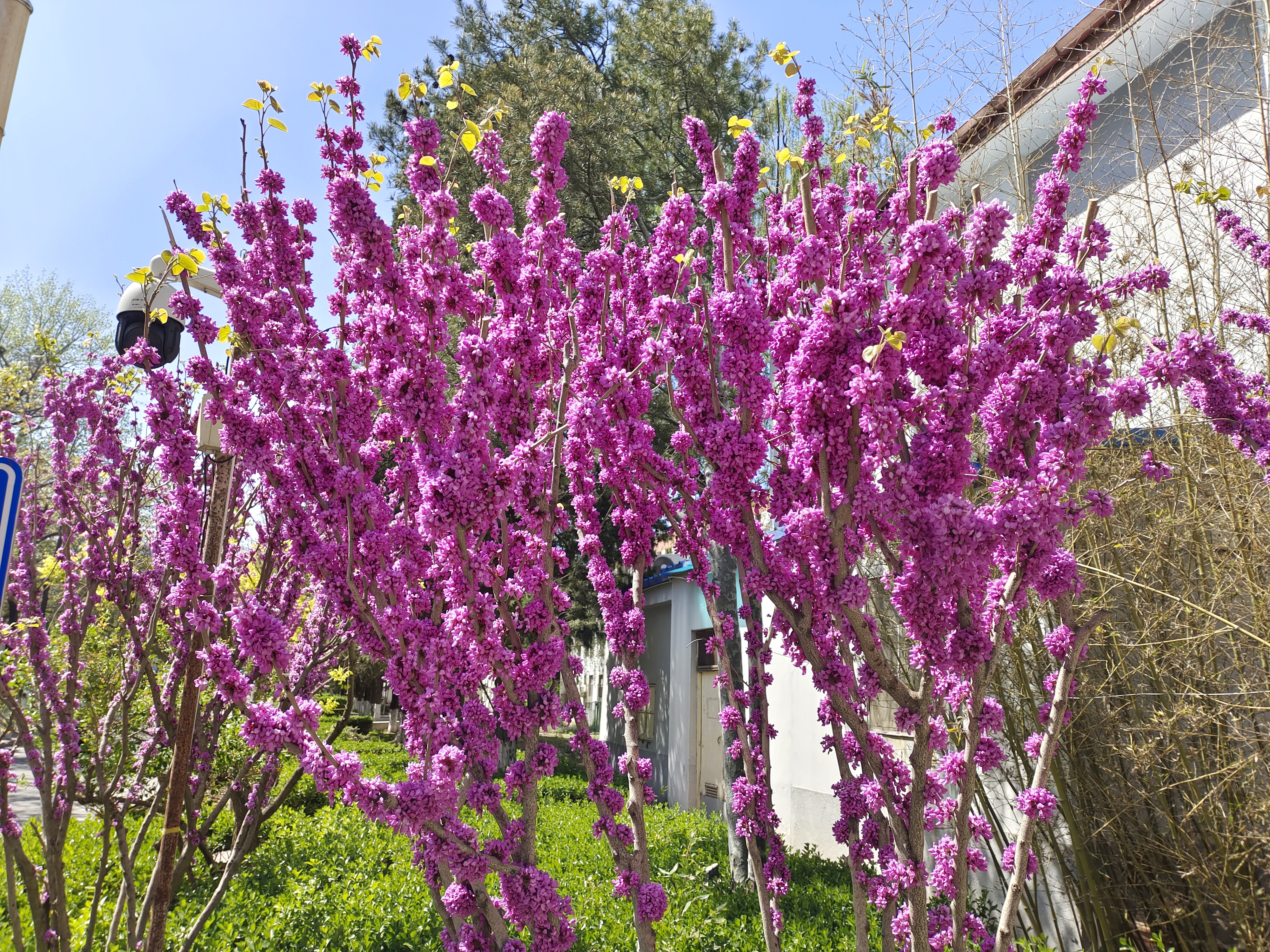  p>紫荆(学名: i>cercis chinensis /i>),豆科紫荆属,落叶乔木或灌木.