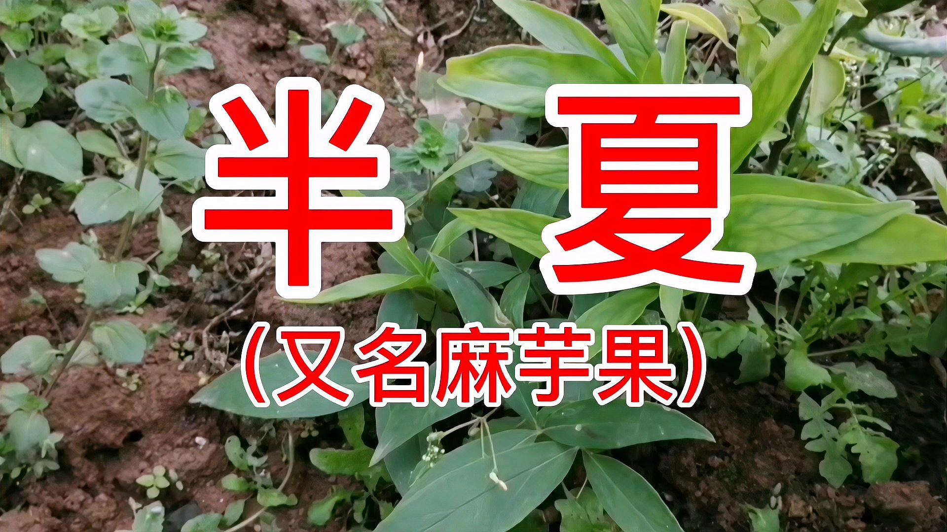 半夏 天南星科半夏属植物 百度百科
