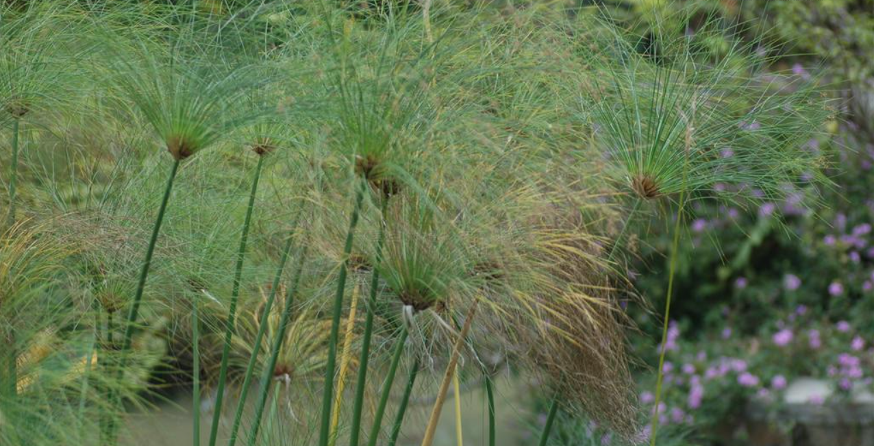 papyrus)是莎草科,莎草属的植物,具有粗壮的根状茎,高达2-3米,茎秆