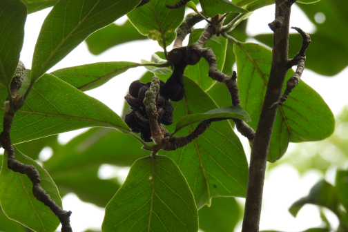 玉兰（木兰科玉兰属植物）_百度百科