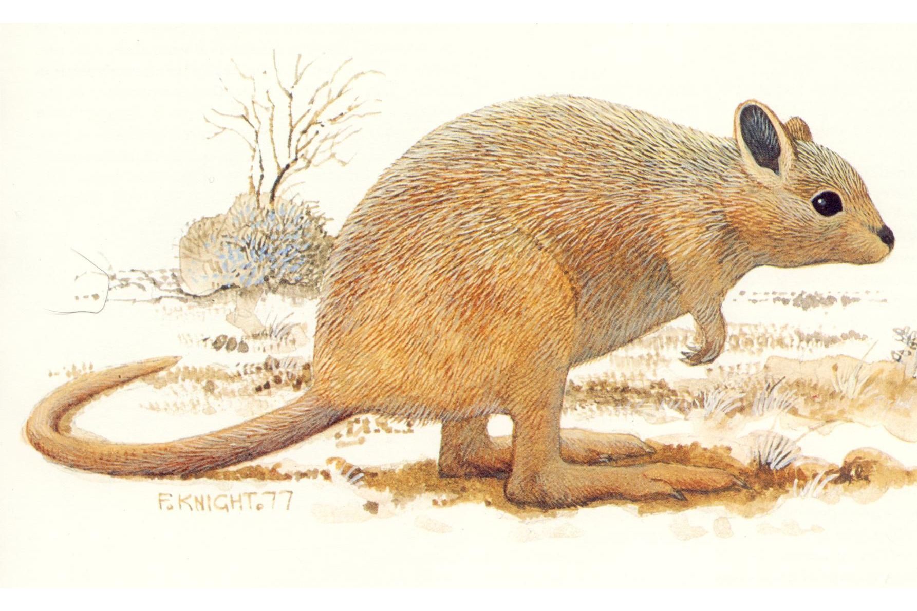  p>荒漠袋鼠(caloprymnus campestris),又名沙漠大袋鼠,是已 a target