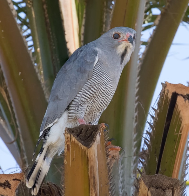  p>蜥鵟(学名: i>kaupifalco monogrammicus /i>):是鹰科,蜥鵟属的一