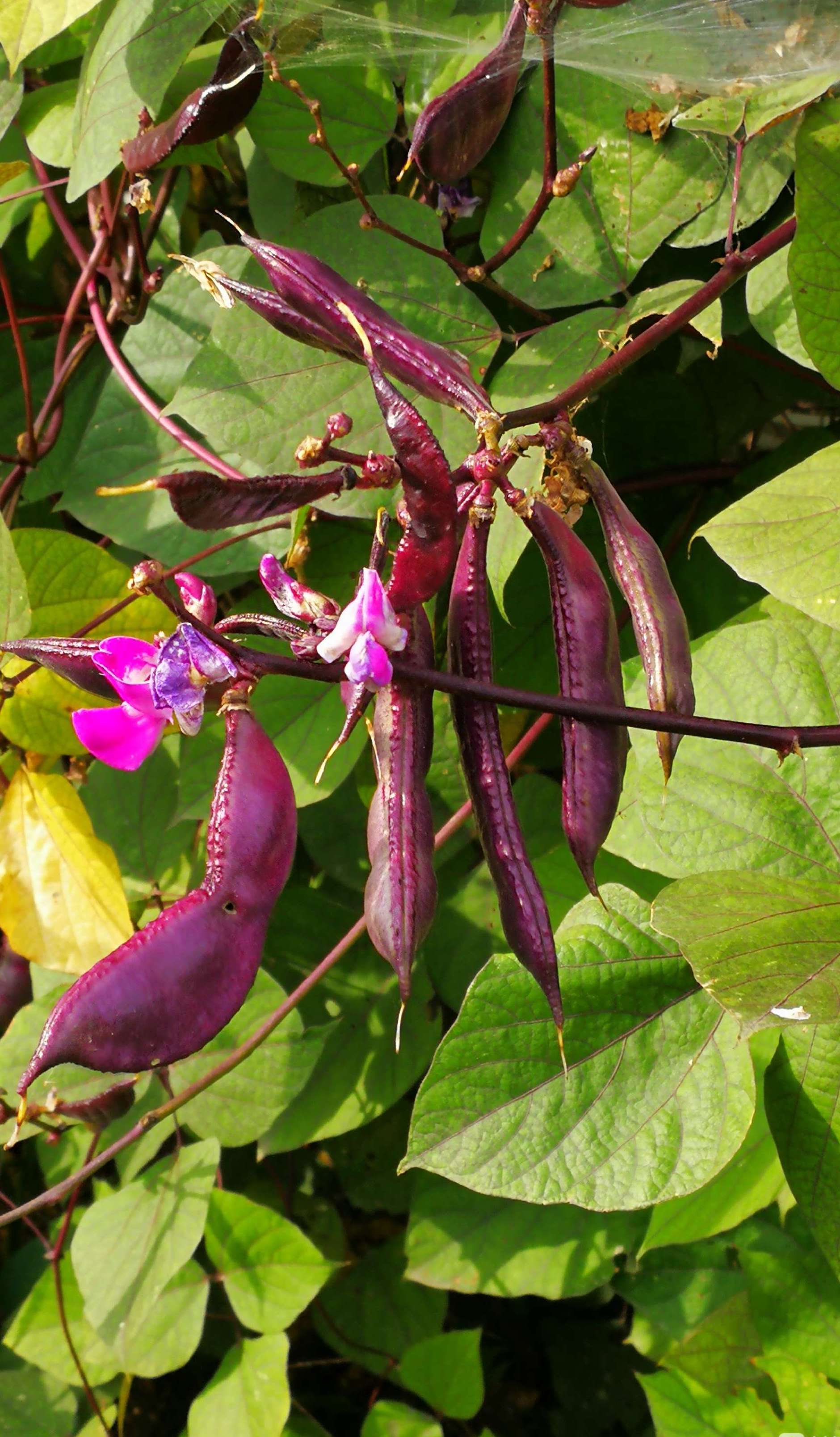 花紫豇豆