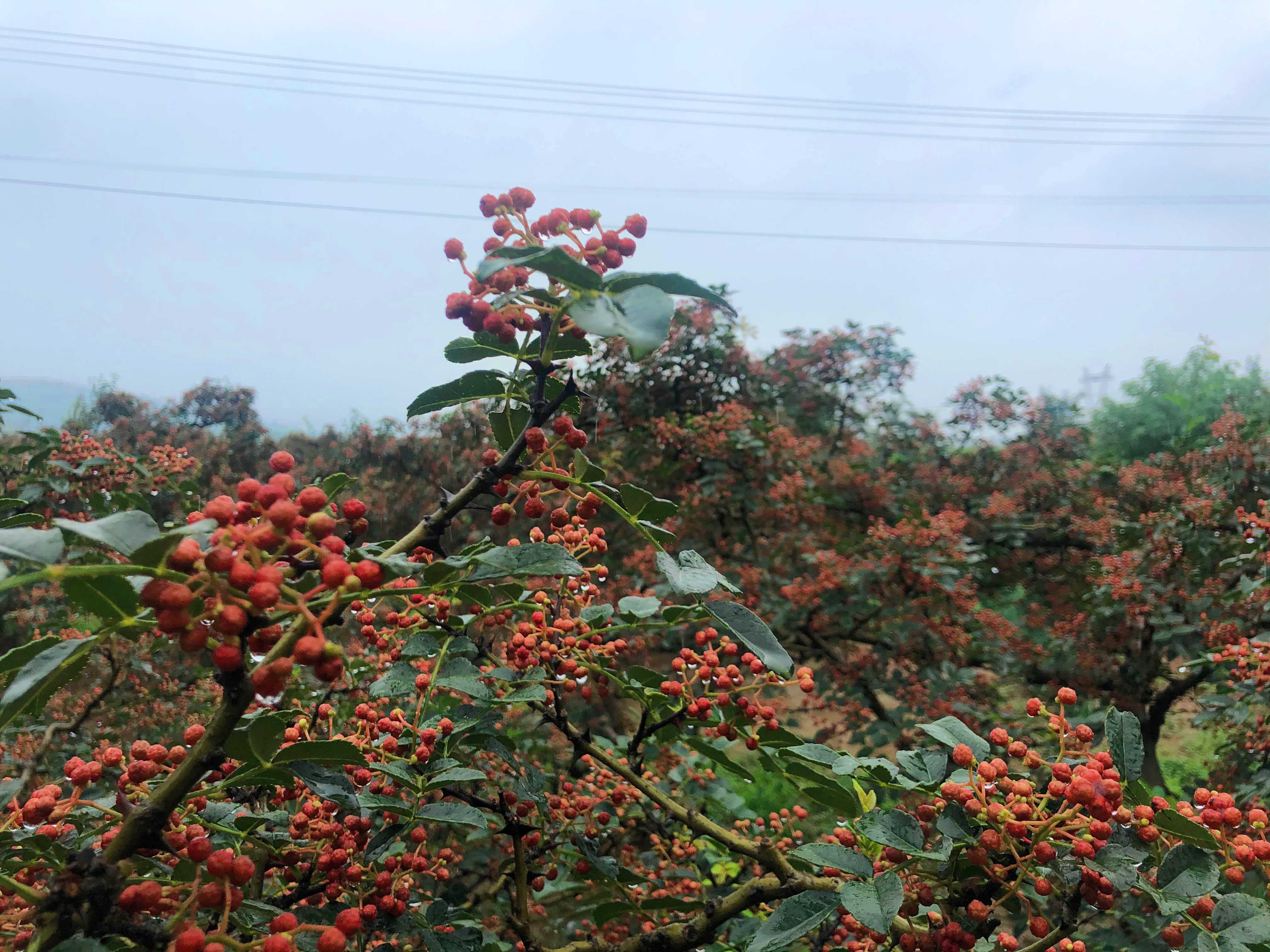 是芸香科,花椒属落叶小乔木多年生 a target="_blank" href="/item