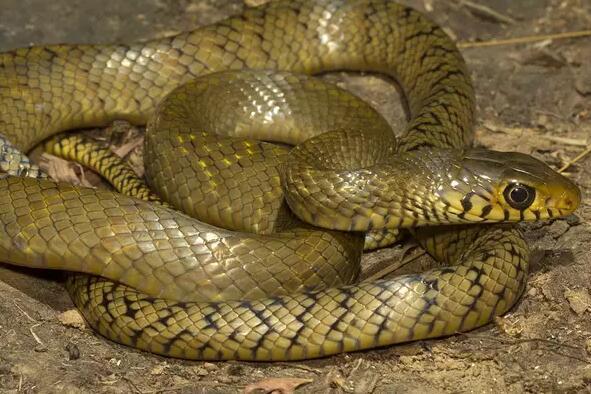 ptyas mucosus)是游蛇科,鼠蛇属动物,也称乌肉蛇,草锦蛇,长标