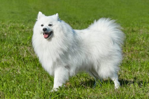 银狐犬（原产于日本的独立犬种）_百度百科