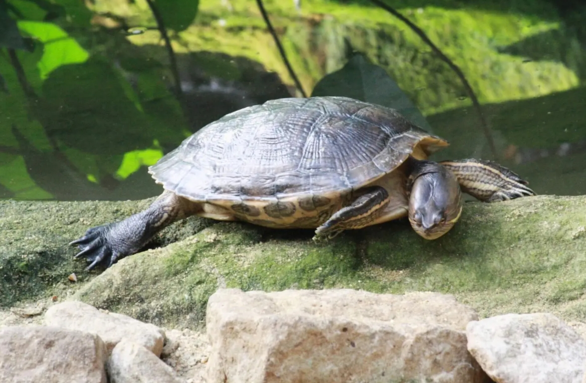 伊斯帕尼奥拉岛彩龟