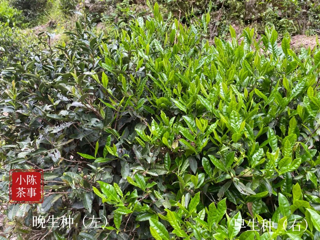 岩茶里，母树大红袍的“母树”是什么意思？它和母本有什么区别？_百科TA说